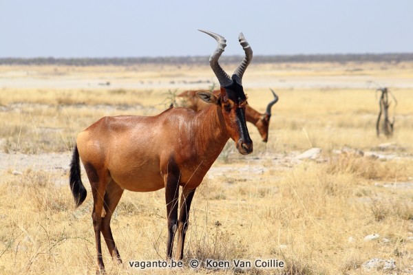 Etosha