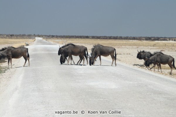 Etosha