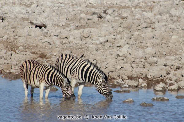 Etosha