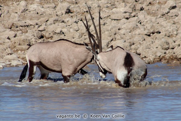 Etosha