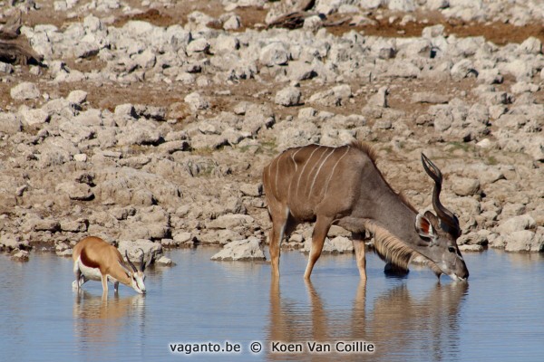 Etosha