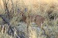 Etosha