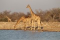 Etosha