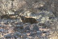 Etosha