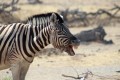 Etosha