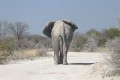 Etosha