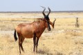 Etosha