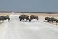 Etosha