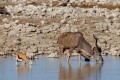 Etosha