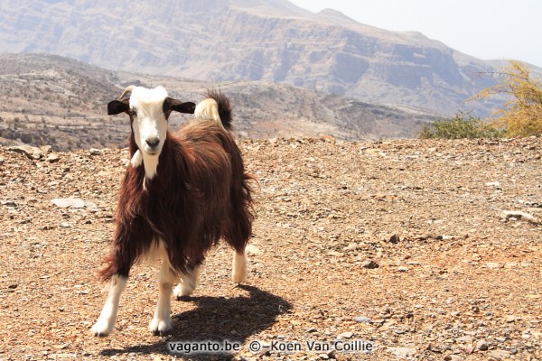 Jebel Shams