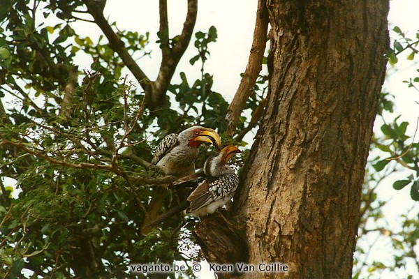 Kruger Park