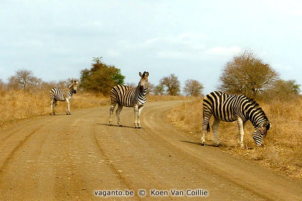 Kruger Park