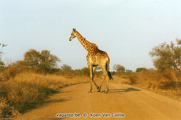 Kruger Park