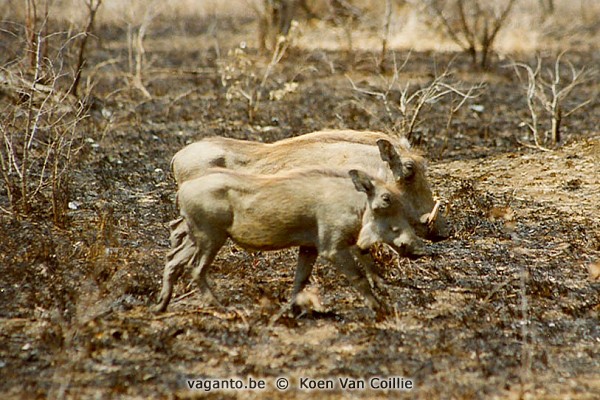 Kruger Park