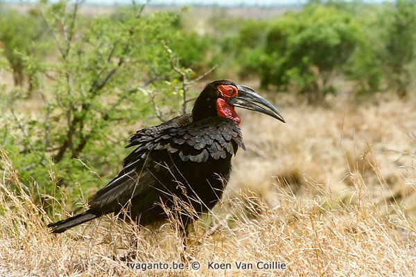 Kruger Park