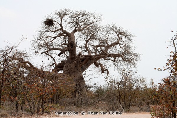 Mapungubwe