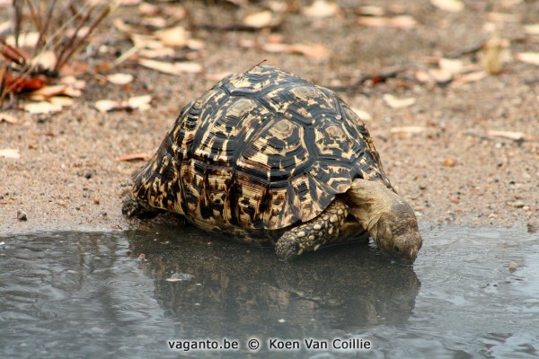 Kruger Park