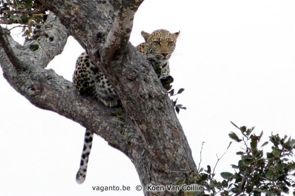 Kruger Park