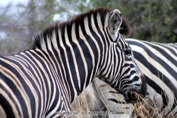 Kruger Park