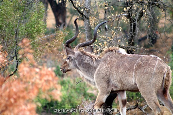 Kruger Park