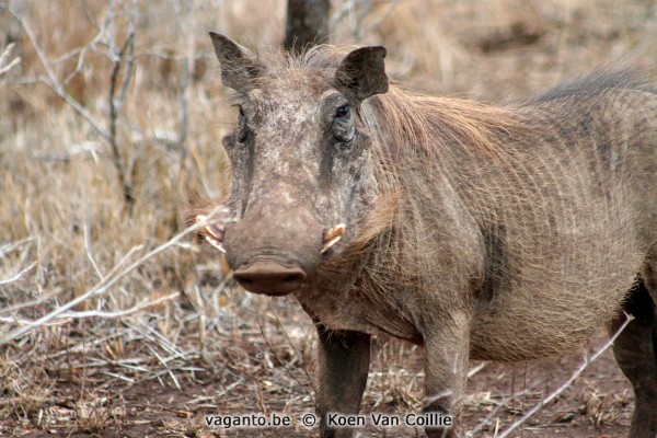 Kruger Park