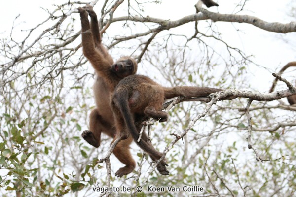 Kruger Park