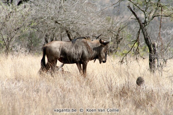 Kruger Park